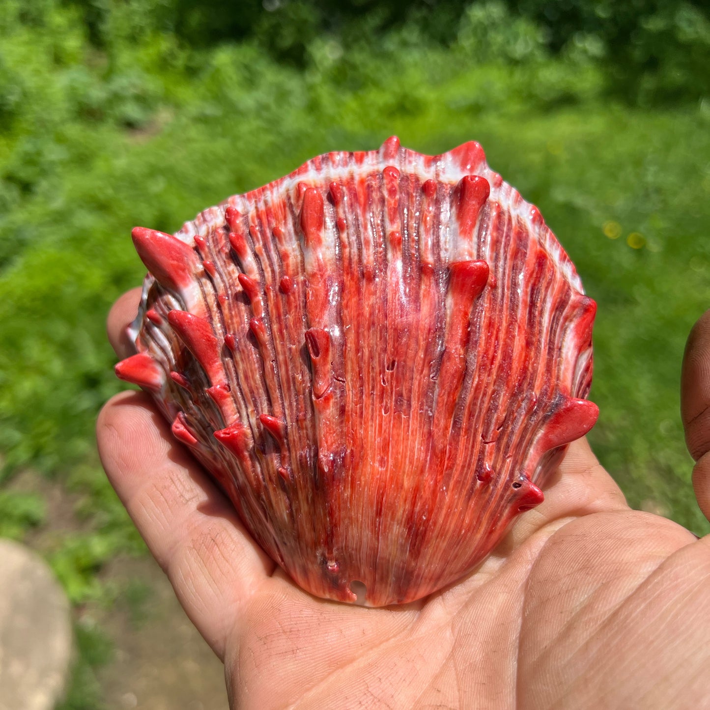 Spiny Oyster Shells Home Decor or Jewelry Pendant