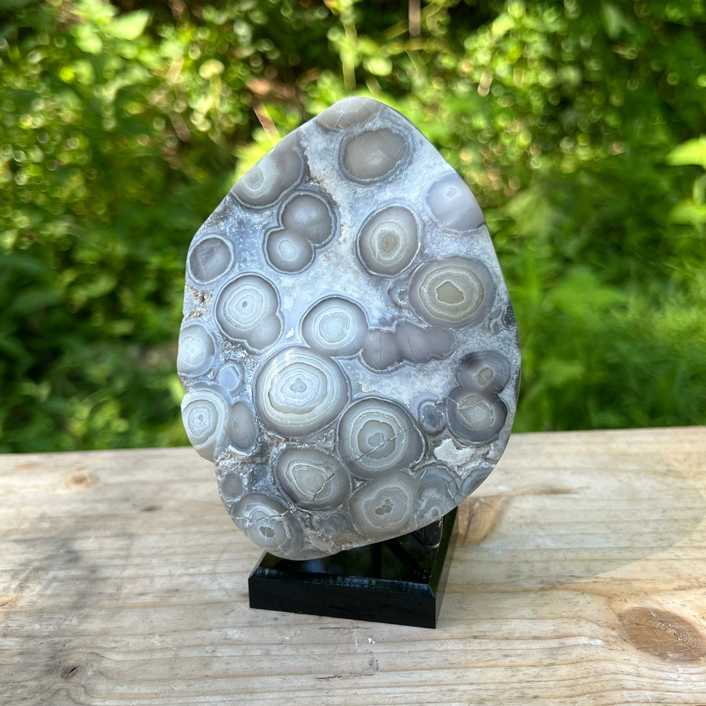 Bubble Lace Agate Polished Display Specimen