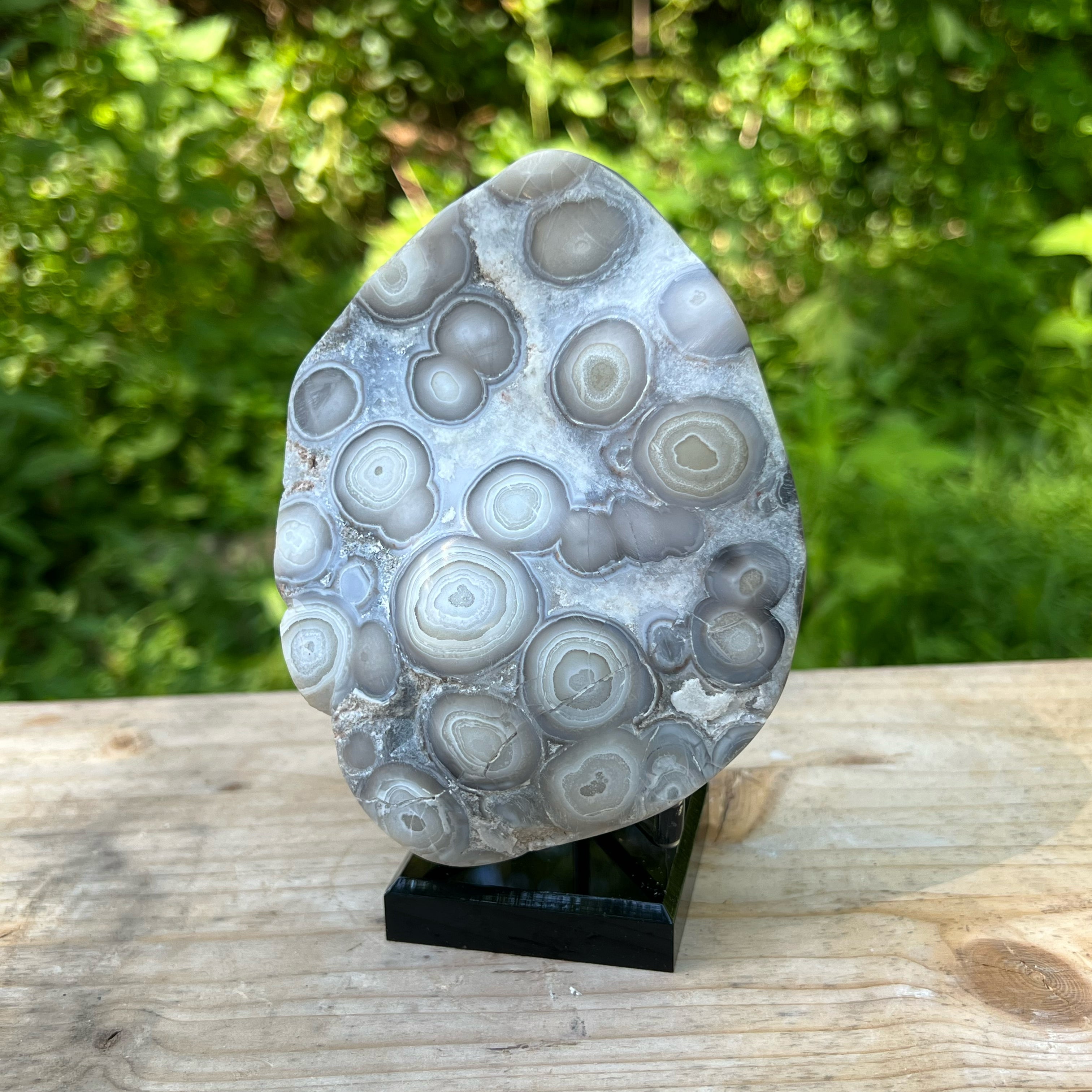 Bubble Lace Agate Polished Display Specimen